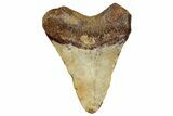 Juvenile Fossil Megalodon Tooth From Angola - Unusual Location #258587-1